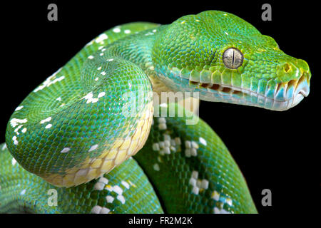 Green tree python (Morelia viridis) Stock Photo