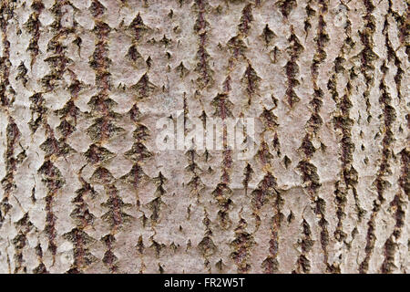 Close up of the bark of a Rowan or Mountain Ash tree Stock Photo