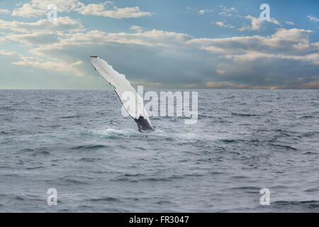 humpback whale fin slapping in ocean Stock Photo