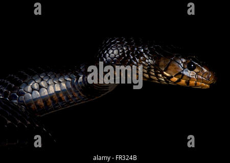 Eastern indigo snake (Drymarchon couperi) Stock Photo