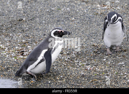 Magellanic Penguins (Spheniscus magellanicus) at their breeding colony on Isla Martillo in the Beagle Channel. Stock Photo
