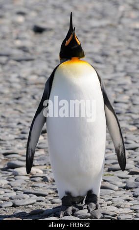 A king penguin (Aptenodytes patagonicus) calls on the beach near  the breeding colony at Salisbury Plain. South Georgia Stock Photo