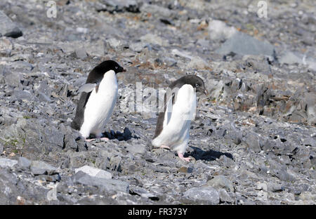 Two Adélie penguins (Pygoscelis adeliae) carefully pick their way down a stony slope. Hope Bay, Antarctica. Stock Photo