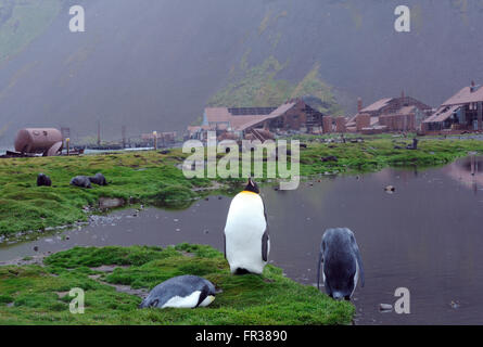 King penguins (Aptenodytes patagonicus) in front of the old whaling station in Stromness. Stromness, Stromness Bay, South Georgi Stock Photo