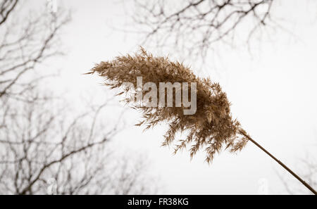 Close up of the seed head of the Common Reed (Phragmites australis) in Winter, with tree branches blurred in the background. Stock Photo