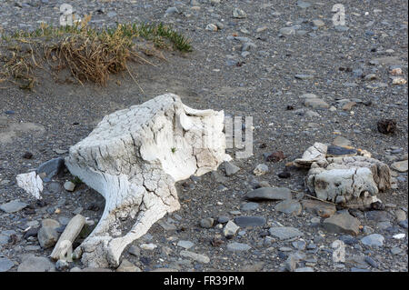 Ancient remains of whales lie on the beach among the ruins of the whaling station.  A whale vertebra lies half buried in sand Stock Photo