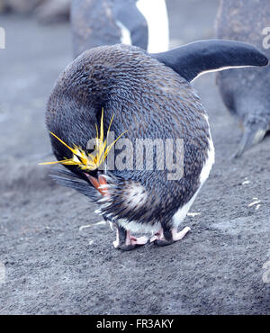 A macaroni penguin (Eudyptes chrysolophus) preening. Saunders Island, South Sandwich Islands. South Atlantic Ocean. Stock Photo