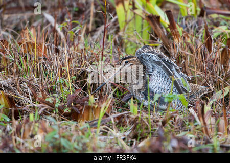 A Common Snipe (Gallinago gallinago) hidden amongst the scrub stretches it's wings, Rye Harbour Nature Reserve, UK Stock Photo