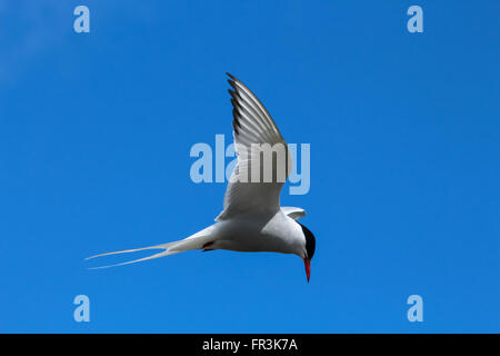 North Atlantic Tern in Reykjavik, Iceland Stock Photo