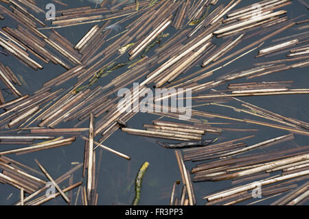 Short reeds in water Stock Photo - Alamy
