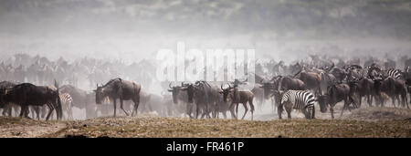 Serengeti great migration with wildebeests and zebras moving across a dry and dusty lake bed. Stock Photo