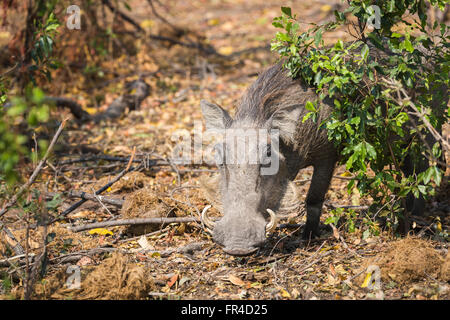 Close up of a warthog (Phacochoerus africanus) in undergrowth, Sandibe Camp, by the Moremi Game Reserve, Okavango Delta, Kalahari, Botswana, Africa Stock Photo