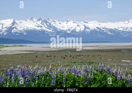 Eagle Beach near Juneau, Alaska looking towards the Chilkat Mountain Range Stock Photo