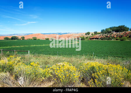 Yellow flowers, green fields, and red hills in Ten Sleep, Wyoming Stock Photo