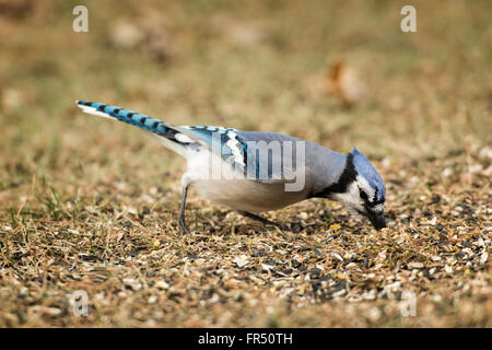 Blue Jay foraging for seeds spilled on ground. Stock Photo