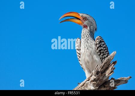 Southern Yellow-billed Hornbill (Tockus leucomelas), perched on a dead branch, Etosha National Park, Namibia, Africa Stock Photo