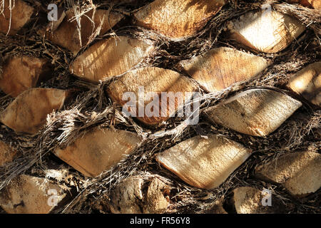 Trimmed palm tree trunk Stock Photo