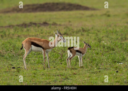 Gazelle and cub in Masai Mara National Park of Kenya Stock Photo - Alamy