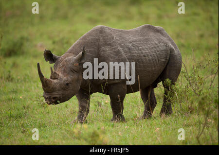 Black rhinoceros in Masai Mara National Park in Kenya Stock Photo