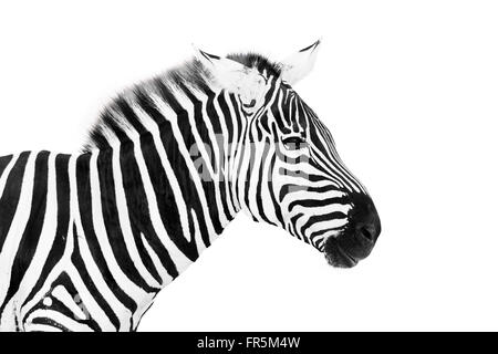 Male zebra isolated on white background Stock Photo