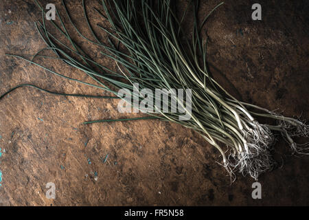 Green onion stalks and roots on the stone table horizontal Stock Photo