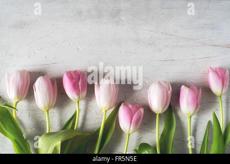 Pink tulips on a white background horizontal Stock Photo