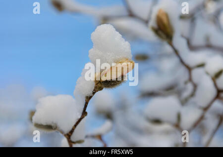 Chappaqua, New York, USA. 21st March, 2016. A snow storm that blanketed the Northeastern United States on the first day of Spring covers the pink and white bud of a star magnolia tree already beginning to bloom after a warm winter. Marianne A. Campolongo/Alamy Live News. Stock Photo