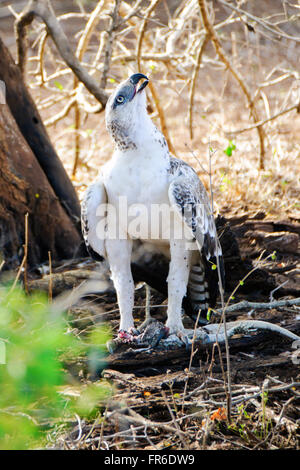 Kruger National park Martial Eagle with its kill Stock Photo