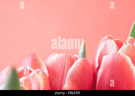 red tulips closeup on a pink background nostalgic picture Stock Photo