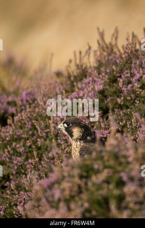 Peregrine Falcon in the moorland, Leicestershire Stock Photo - Alamy