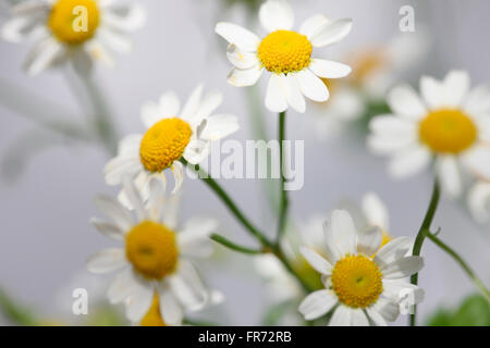 tanacetum parthenium - feverfew, single vegmo, Summer daisy-like flowers, medicinal herb Jane Ann Butler Photography JABP1437 Stock Photo