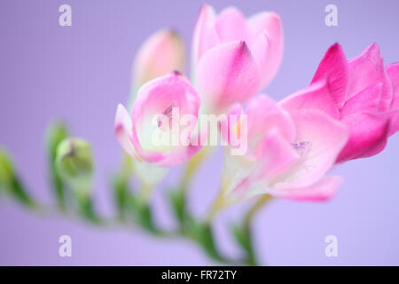 gentle pink freesia stem as sweet as its fragrance Jane Ann Butler Photography JABP1092 Stock Photo