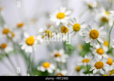 tanacetum parthenium - feverfew, single vegmo, Summer daisy-like flowers, medicinal herb Jane Ann Butler Photography JABP1424 Stock Photo