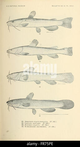 The fishes of North and Middle America (Pl. XXVII) Stock Photo