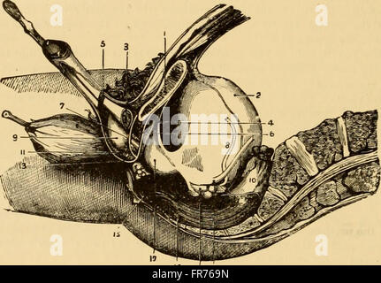 The comparative anatomy of the domesticated animals (1908) Stock Photo