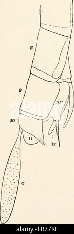 A text-book of entomology, including the anatomy, physiology, embryology and metamorphoses of insects, for use in agricultural and technical schools and colleges as well as by the working entomologist Stock Photo