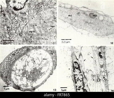 The 1988 edition of the American Malacological Bulletin continues ...
