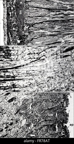 The 2001 edition of the American Malacological Bulletin publishes ...