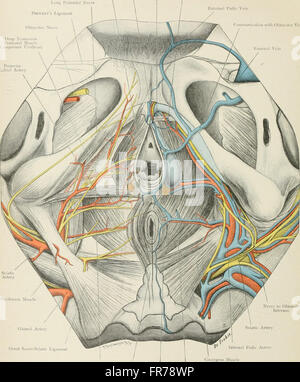 Atlas of applied (topographical) human anatomy for students and practitioners (1906) Stock Photo