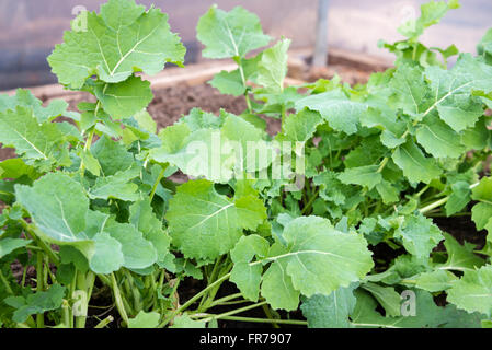 Turnip Greens (Rapa Senza Testa) growing in a polytunnel. Stock Photo