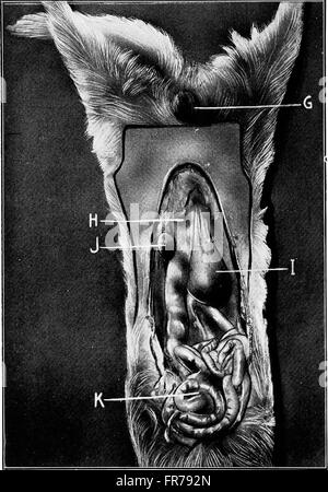 A 1914 book on animal castration, providing essential information for ...