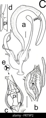 The 2001 issue of the American Malacological Bulletin includes studies ...