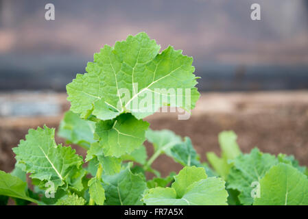 Turnip Greens (Rapa Senza Testa) growing in a polytunnel. Stock Photo