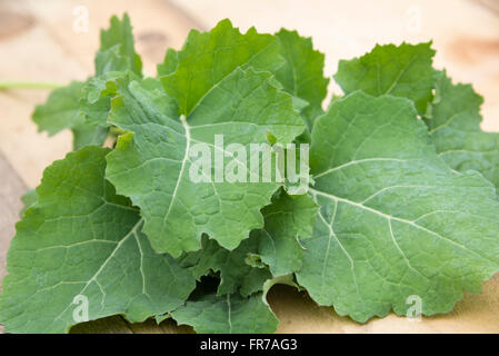 Freshly picked Turnip Greens (Rapa Senza Testa). Stock Photo