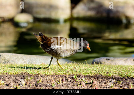 One common moorhen (Gallinula chloropus) walking by the waters edge in a public park. Bird is also known as swamp chicken. Young Stock Photo