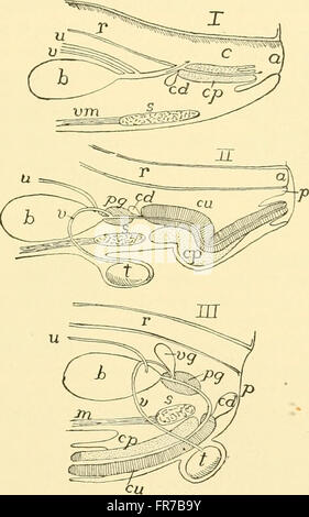 Chordate anatomy (1939) Stock Photo