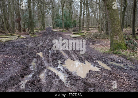 Churned muddy ground in English woods Stock Photo