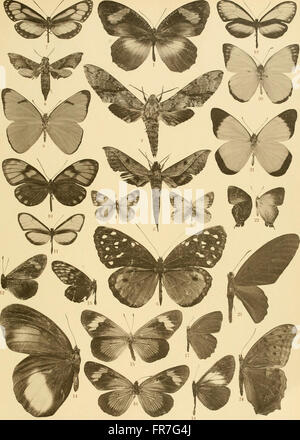 Lepidoptera Niepeltiana - Abbildungen und Beschreibungen neuer und wenig bekannter Lepidoptera (1914)