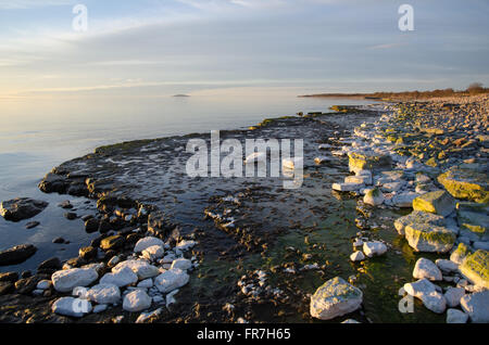 Evening light by a flat rock coast with calm water at the swedish ...