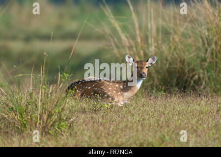 Chital deer also called Spotted Deer in Kanha National Park of India Stock Photo